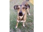 Adopt Shayne a Hound, Mixed Breed