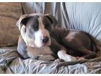 Adopt Tobye a Pit Bull Terrier, Mixed Breed