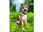 Adopt Armando a Mixed Breed