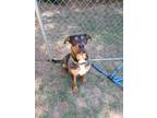 Adopt Rocky a Rottweiler, Mixed Breed