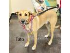 Adopt Tato a Black Mouth Cur