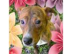 Adopt Jimbo a Mixed Breed