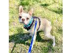Adopt Wally Walter a Boston Terrier