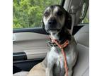 Adopt Moe a Black Mouth Cur