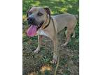 Adopt Bentley a Mixed Breed, Weimaraner