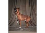 Adopt Babe Ruth a Rhodesian Ridgeback, Mixed Breed