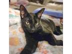 Adopt Keanu a Domestic Short Hair