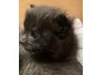 Adopt Mombo a Domestic Short Hair