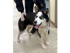 Adopt Cabrera a Siberian Husky