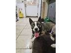 Adopt Sherlock a Husky