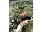 Adopt Beau a Bull Terrier