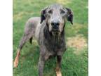 Adopt 7817 Zeb - I'm a SSNAP Dog a Doberman Pinscher