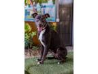 Adopt Banjo (Brownie) a Italian Greyhound