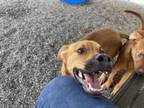 Adopt Buck a Black Mouth Cur