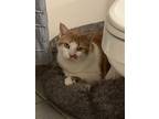 Adopt Dude a Domestic Short Hair