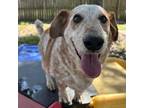 Adopt Hank a Cattle Dog, Basset Hound
