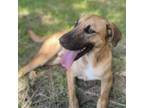 Adopt Marvin a Mixed Breed