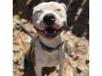 Adopt Zoob a Pit Bull Terrier