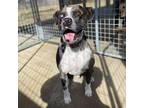 Adopt Nubs a Catahoula Leopard Dog
