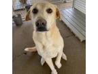 Adopt Myles a Yellow Labrador Retriever