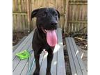Adopt Trey a Mixed Breed