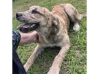 Adopt Honey a Labrador Retriever