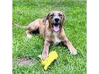 Adopt Butterscotch a Labrador Retriever