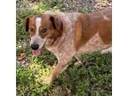 Adopt Alex a Cattle Dog, Basset Hound