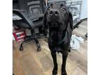 Adopt Kiwi a Labrador Retriever