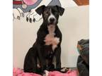 Adopt Blaze a Mixed Breed