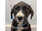 Adopt Cuddles a Labrador Retriever