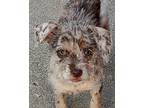 Aurora Chihuahua Puppy Female