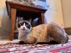 Ziti Snowshoe Adult Female