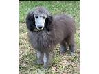 Medium Standard Poodles Puppy Male