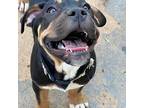 Sodi American Staffordshire Terrier Puppy Male