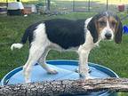 Daisy-Mae Beagle Puppy Female