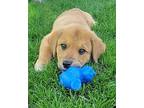 Ridge Golden Retriever Puppy Male