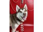 Tundra Husky Adult Male