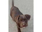 Dianna Chihuahua Puppy Female