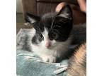 Cujo Domestic Mediumhair Kitten Male