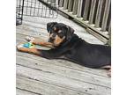Krypton American Staffordshire Terrier Puppy Male