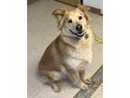 Poppy Golden Retriever Adult Female