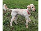 Fudley Poodle (Standard) Young Male