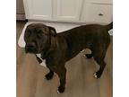 Mia American Pit Bull Terrier Adult Female