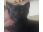 Griffin Domestic Shorthair Kitten Male