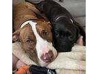 Dare American Staffordshire Terrier Adult Male