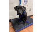 Theo American Pit Bull Terrier Adult Male