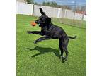 Weezer Goldendoodle Adult Female