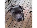 Macy American Staffordshire Terrier Senior Female