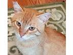 Aiden Tabby Adult Male